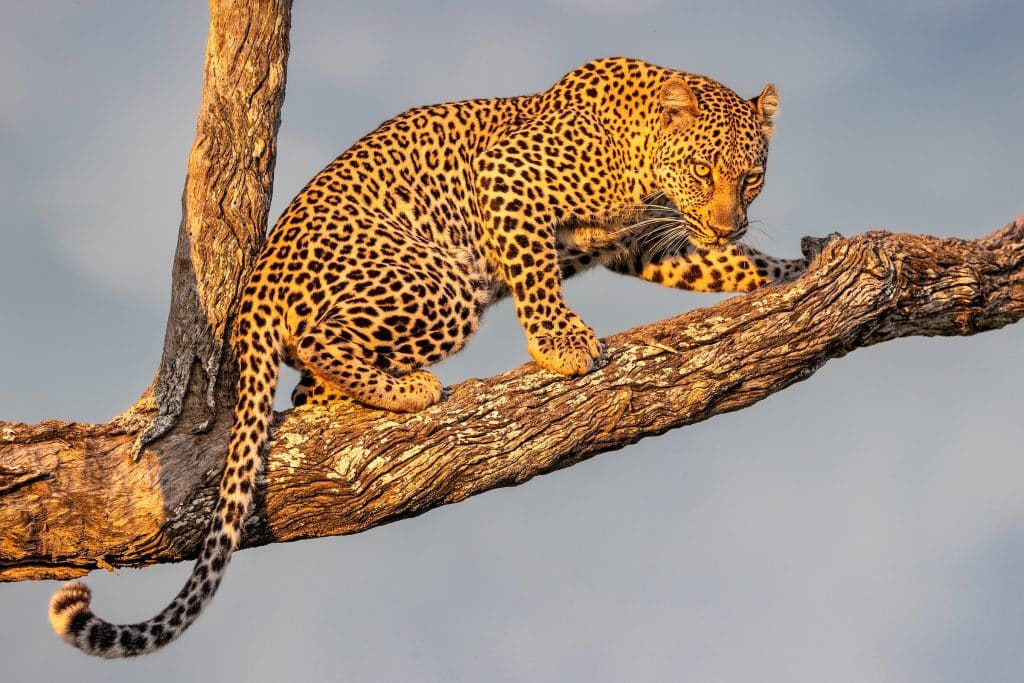 leopard in a tree in Africa
