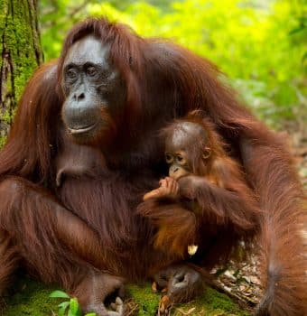 The Groundbreaking Adaptability of Orangutans