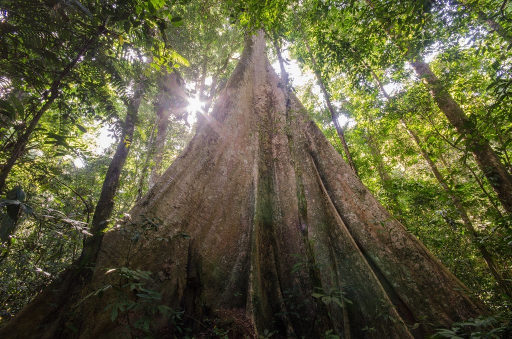 tropical forest Leuser Ecosystem Sumatra
