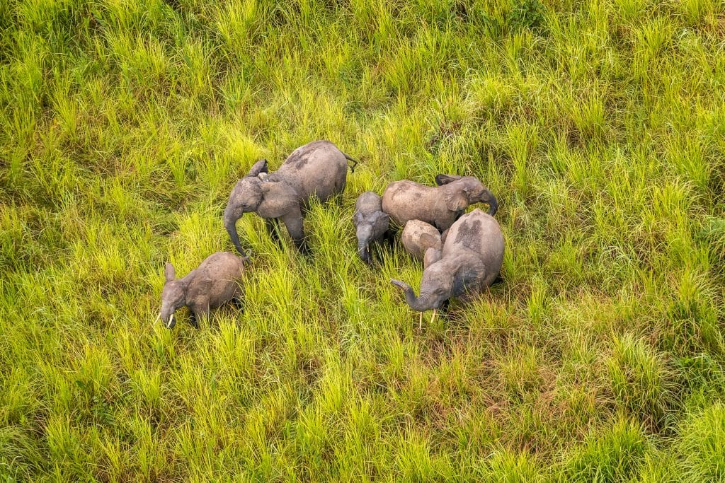 elephant herd DRC Garamba
