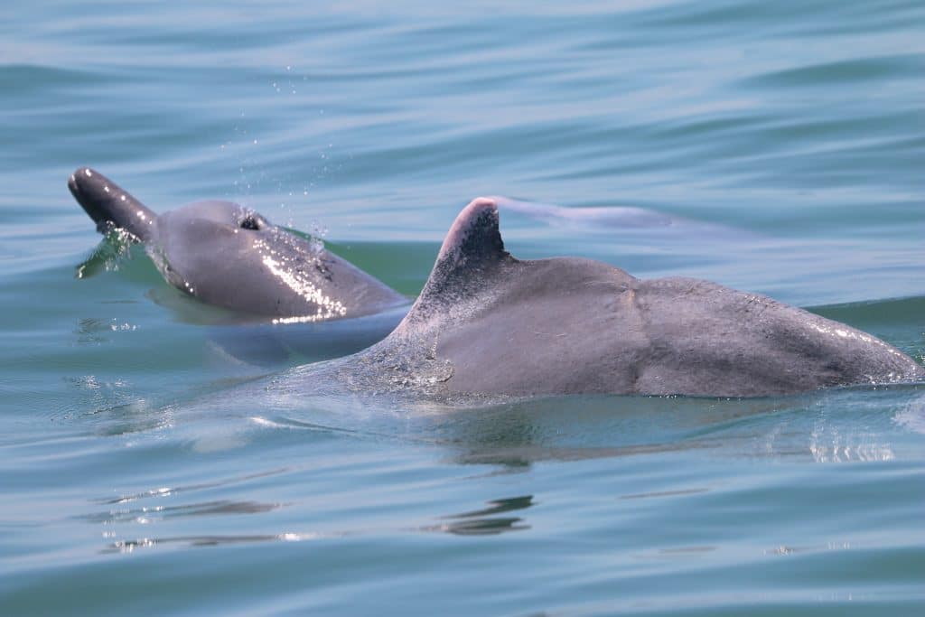 Indo-Pacific Humpback Dolphins (MareCet)
