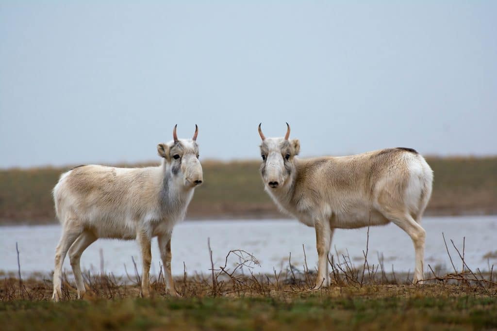 two saiga antelope