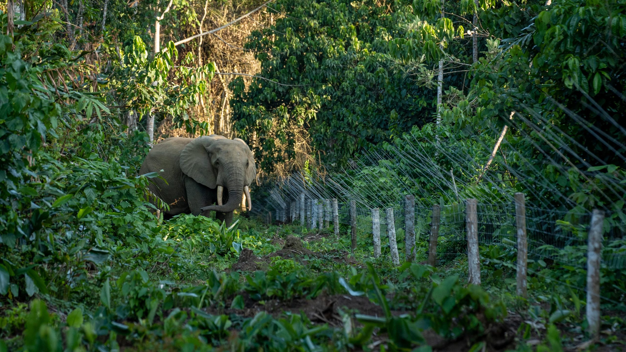 Protecting a Forest Elephant Stronghold • Wildlife Conservation