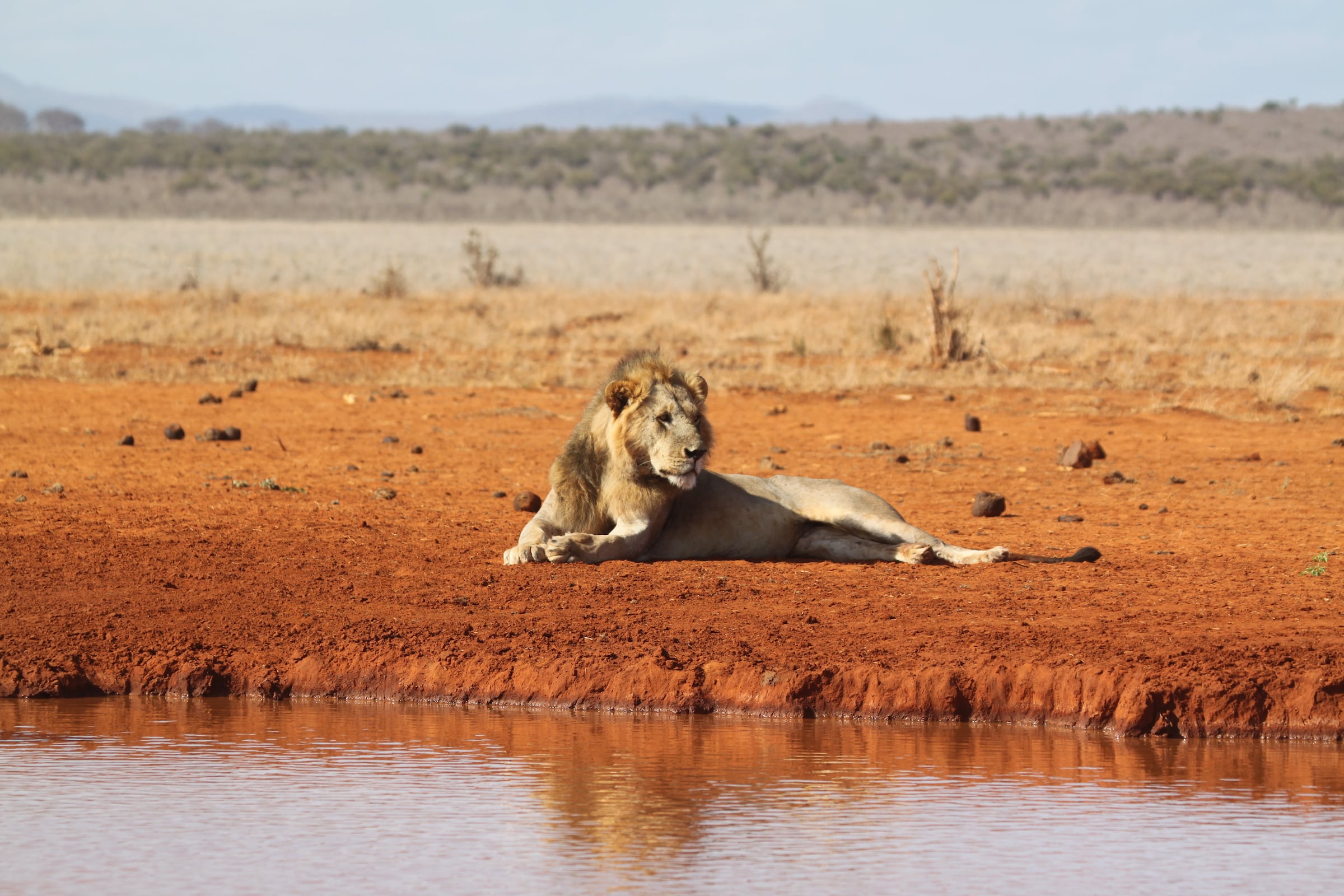 male lion africa