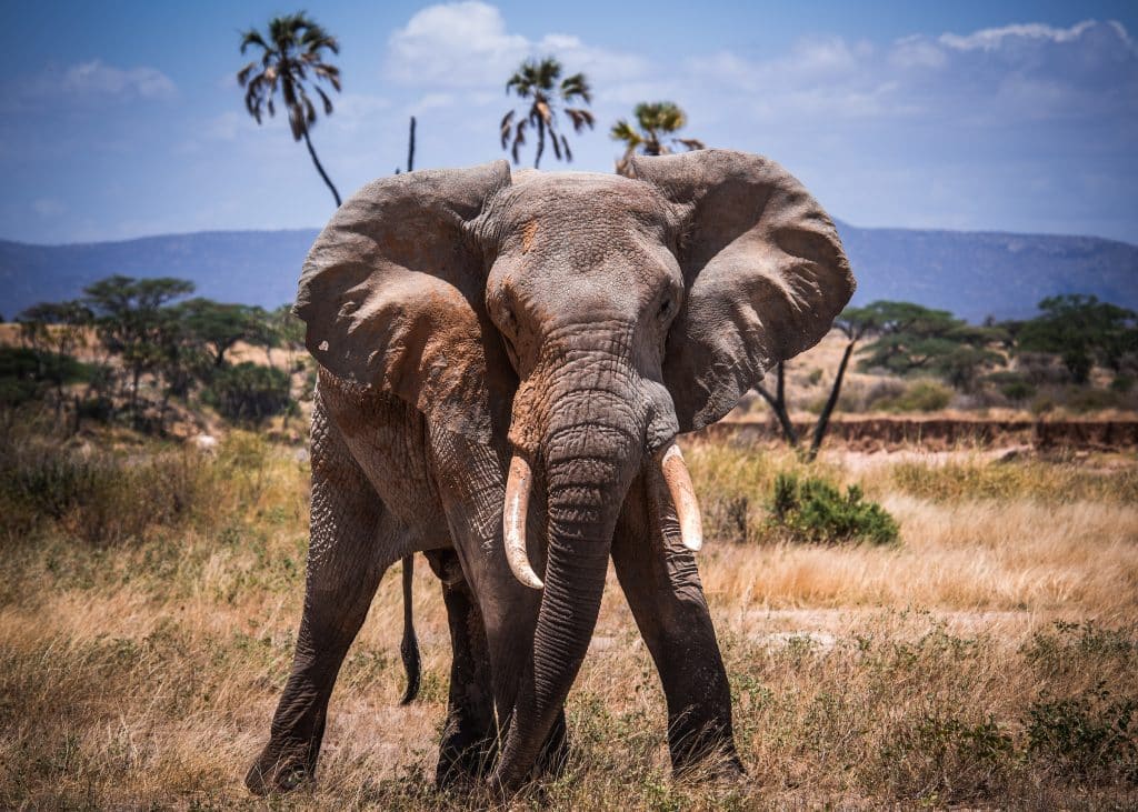elephant Kenya