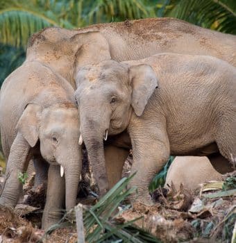 Guiding Bornean Elephant Traffic