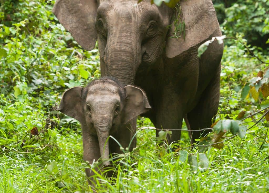 bornean elephant calf mother