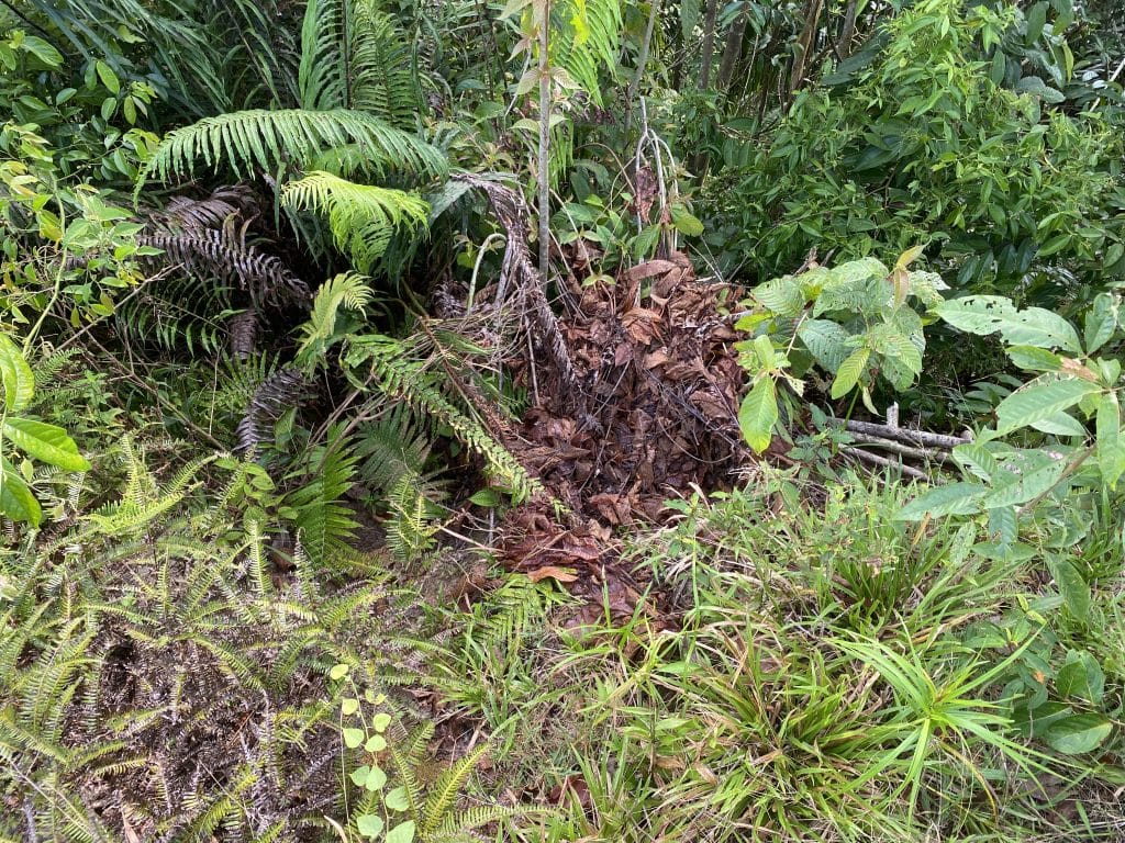 orangutan ground nest