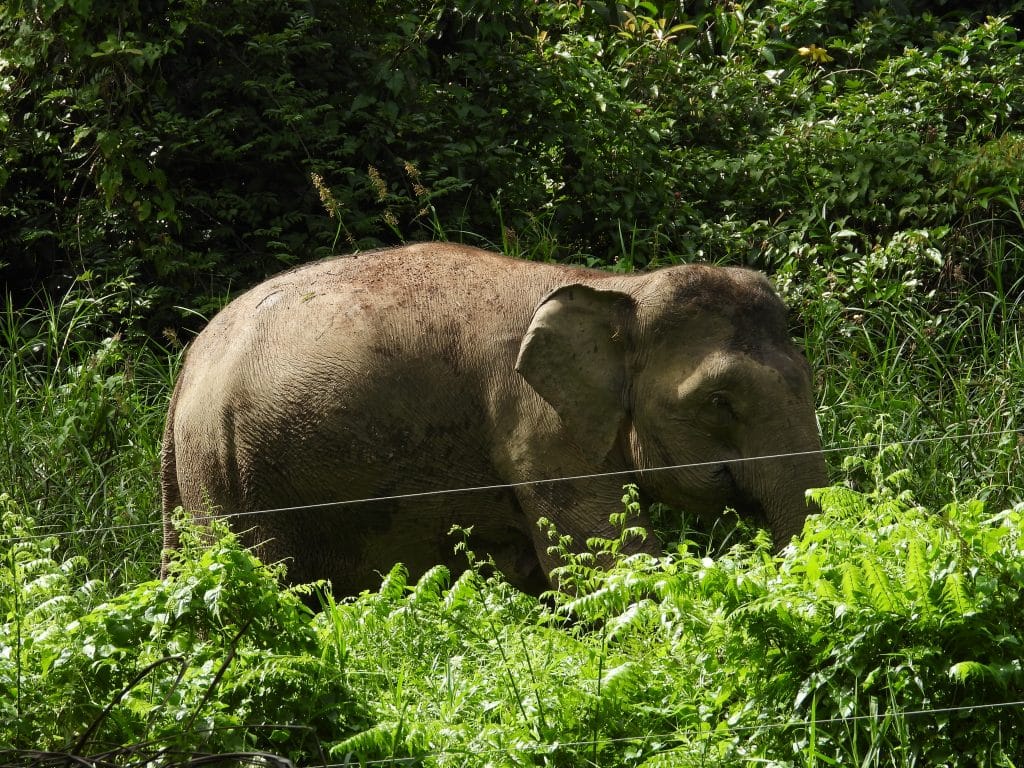 Bornean elephant
