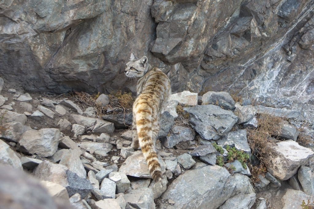 Andean cat (Bernardo Segura:AGA)