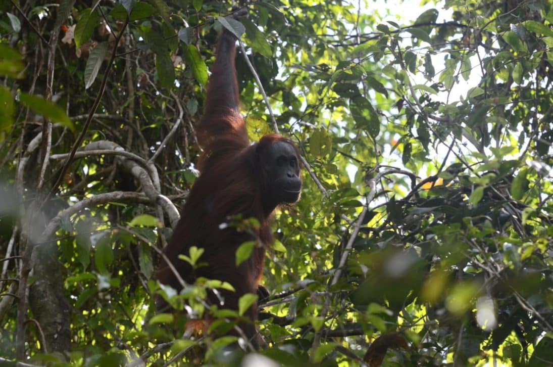 The Groundbreaking Adaptability Of Orangutans - Wildlife Conservation 