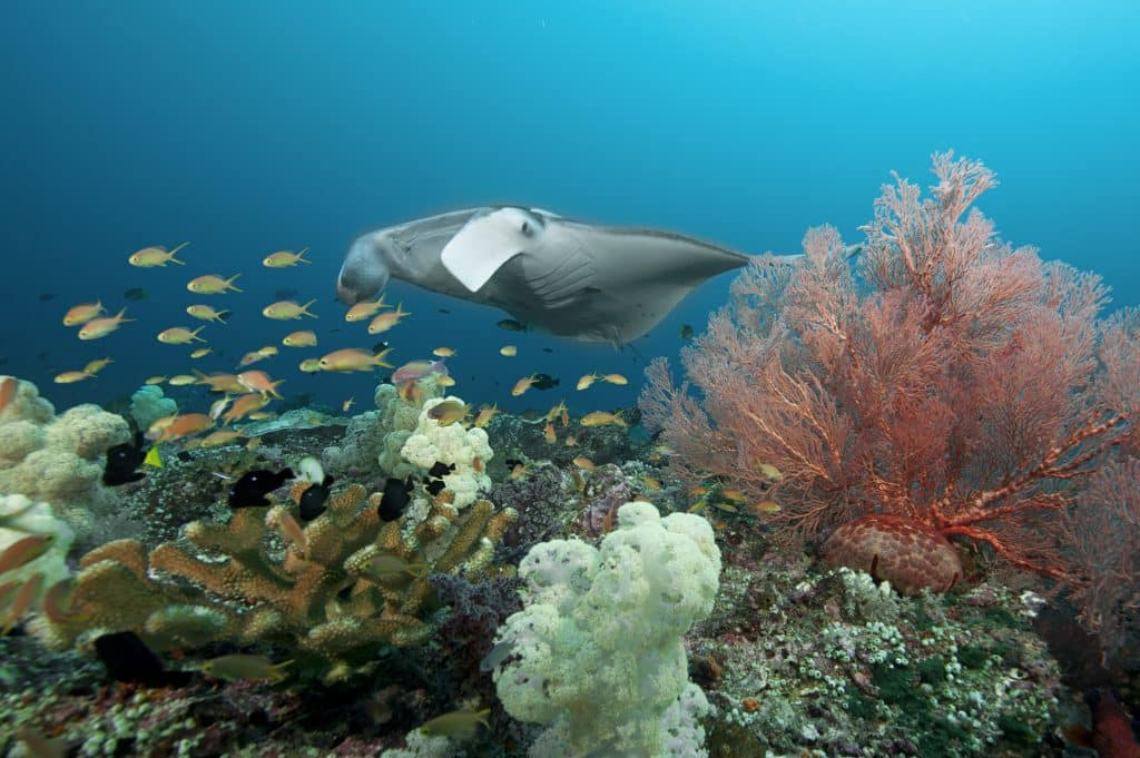 manta ray coral reef