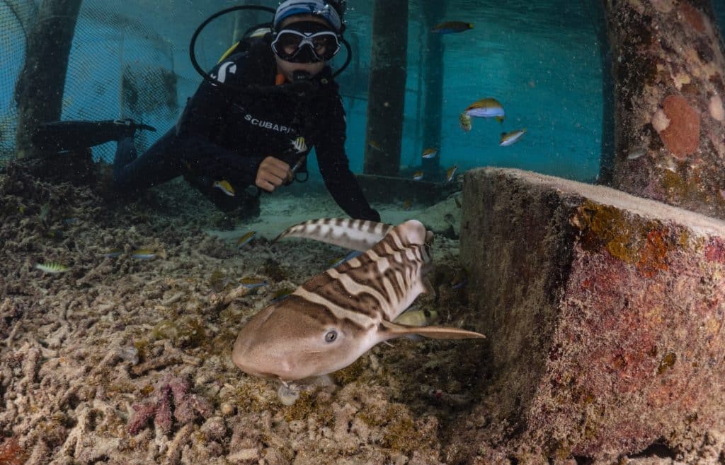 leopard shark-misool foundation (credit alex lindbloom)