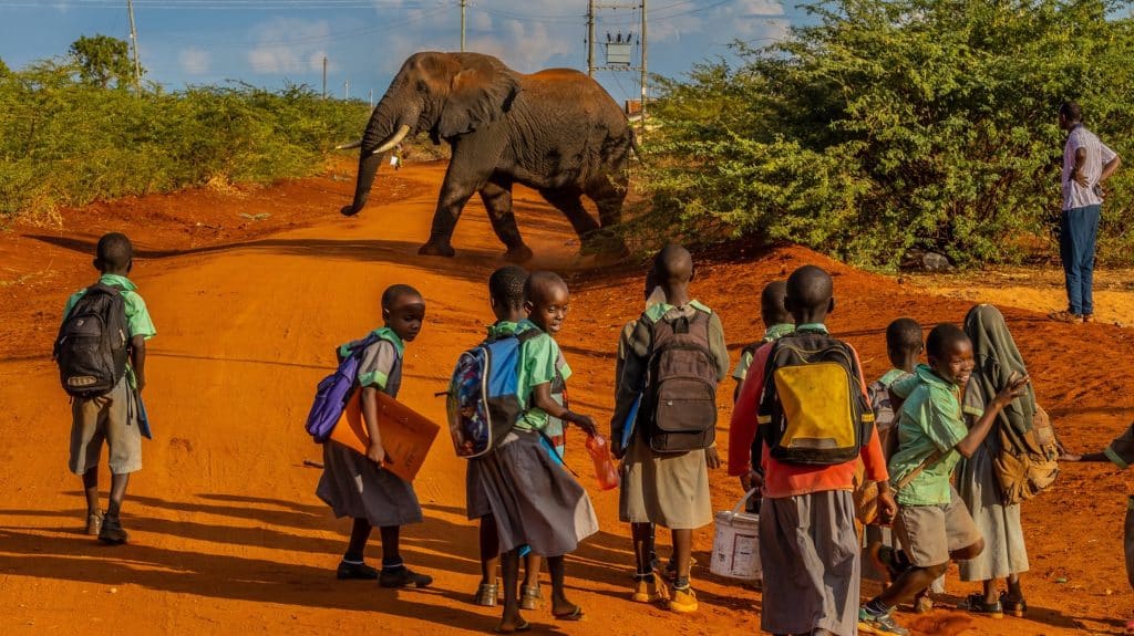 elephant children conflict
