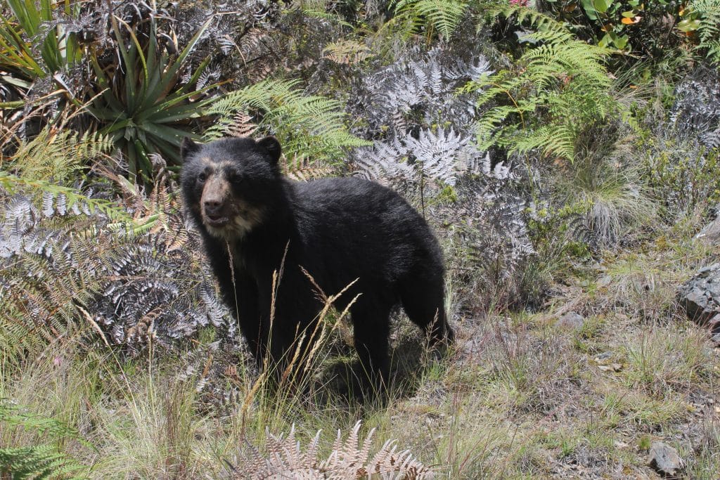 Spectacled bear in Machu Picchu (credit Park Guards - Machu Picchu)