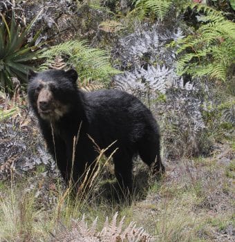 First Spectacled Bears Fitted with GPS Collars at Machu Picchu