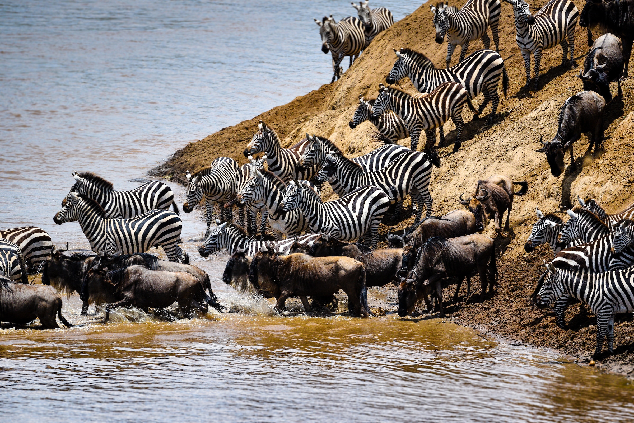 zebra wildebeest