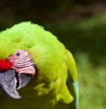 Return Greatness to the Forest on World Parrot Day