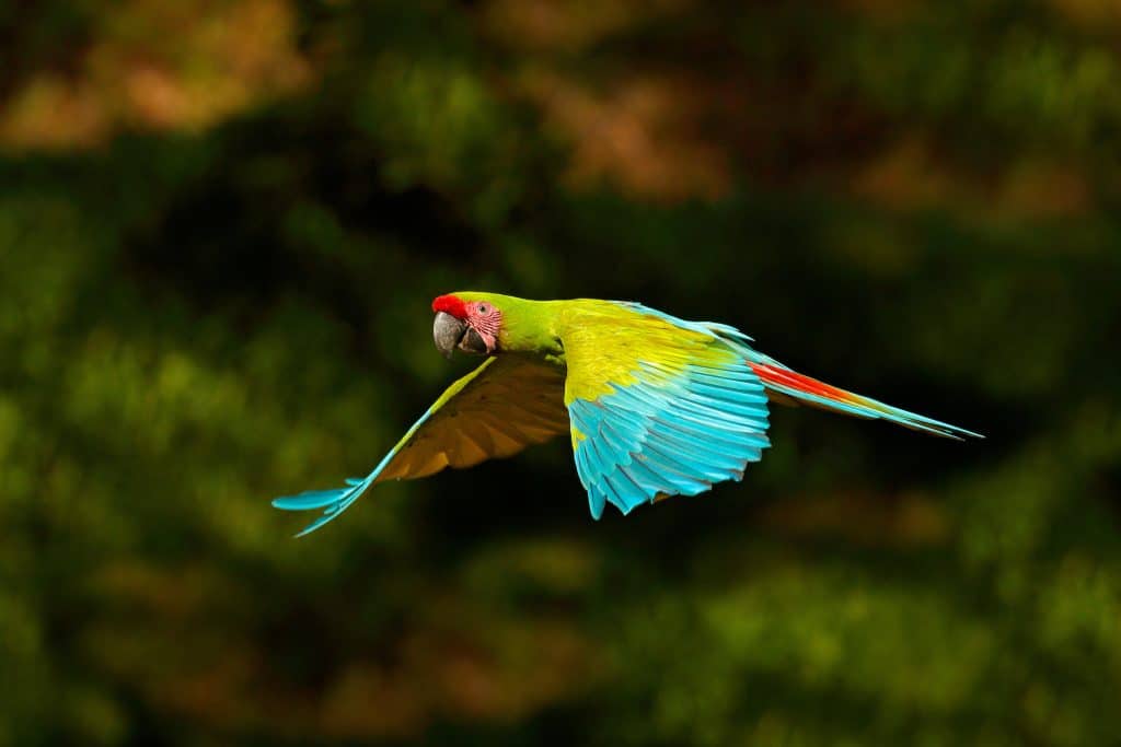 great green macaw costa rica
