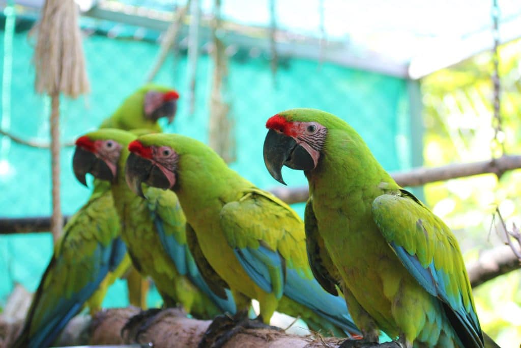 great green macaw captive punta islita