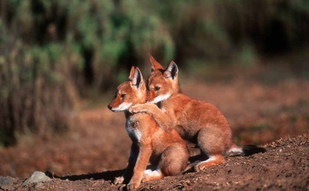 ethiopian wolf pup baby