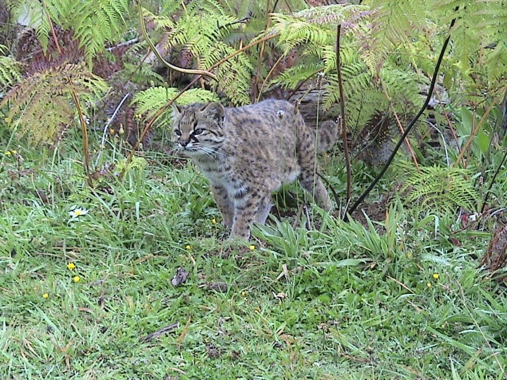 guigna small wild cat