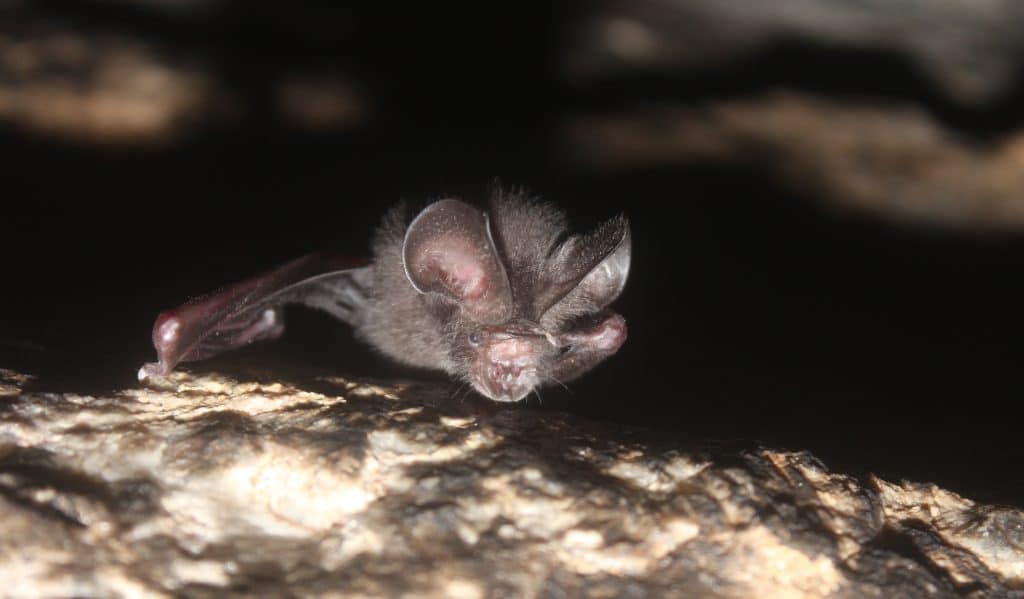 Short-tailed roundleaf bat at cave entrance (Small Mammal Conservation Organization)