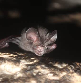 Pulling Bats from the Fire