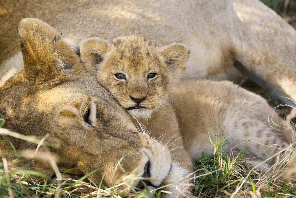 lion and cub napping (Suzi Eszterhas)