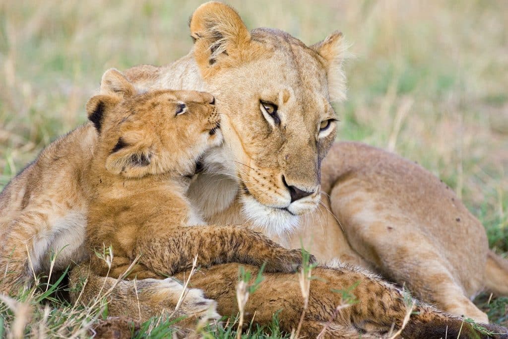 lion cub mother baby Suzi Eszterhas