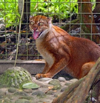 Ignorance is the Greatest Threat to Borneo's Bay Cat