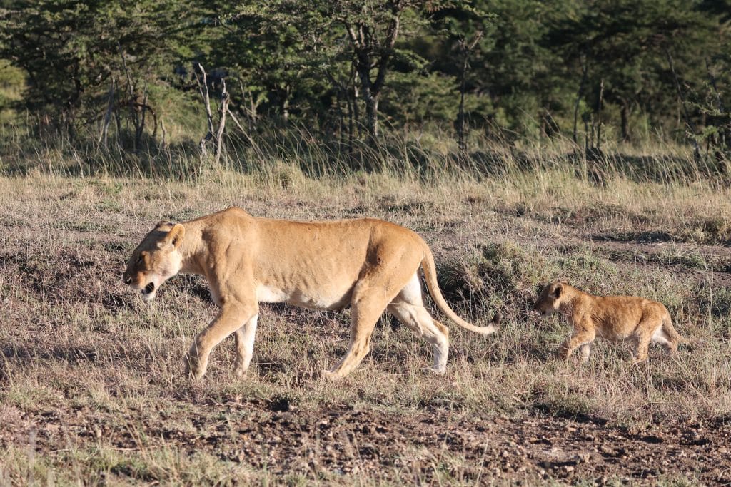 lion and cub