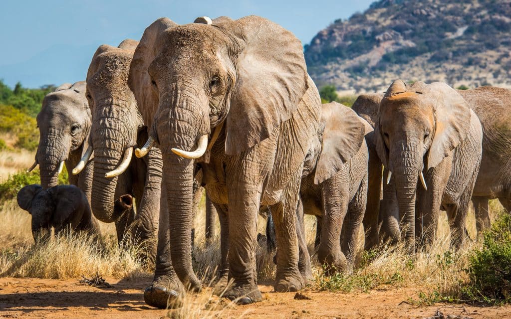 Honoring Elephant Protectors on World Elephant Day Wildlife