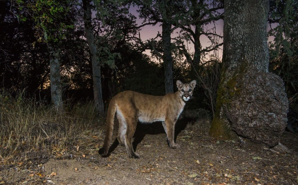 puma mountain lion california