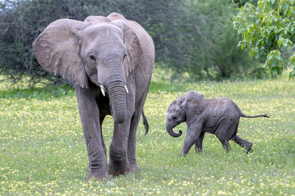 elephant mother calf