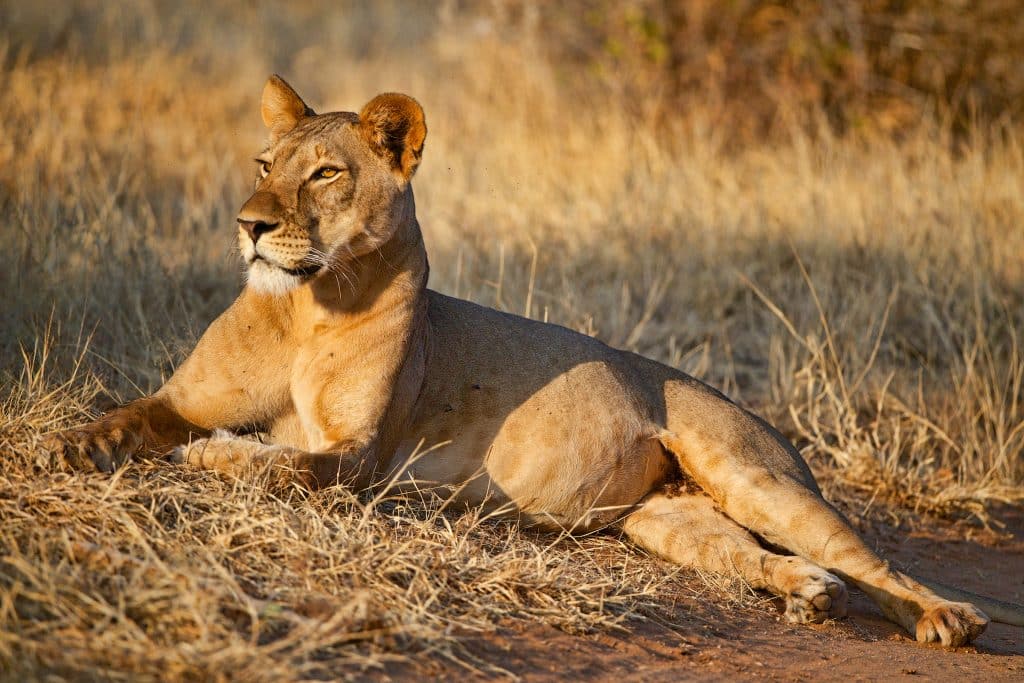 Lioness (Susan McConnell)