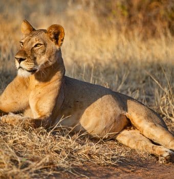 Leading Lion Conservation with Pride