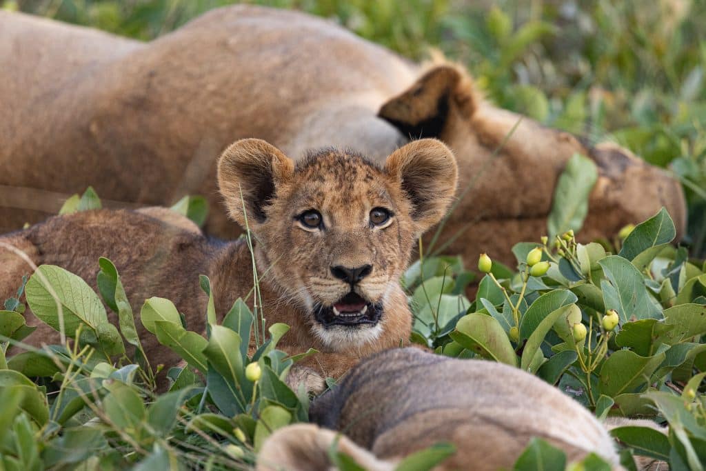 lion cub