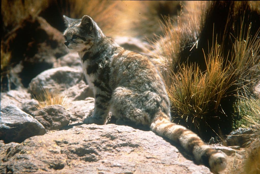 Andean cat