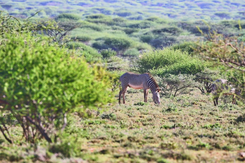 grevy's zebra