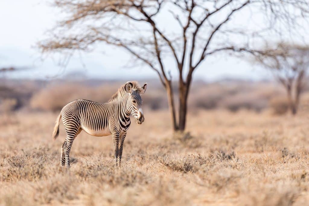 Young Grevy's zebra on Westgate Conservancy, Naibelibeli plains (Andrew Peacock)