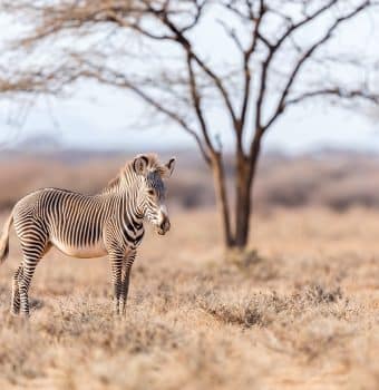 Climate Week NYC: Conservation and Climate Action are Inseparable