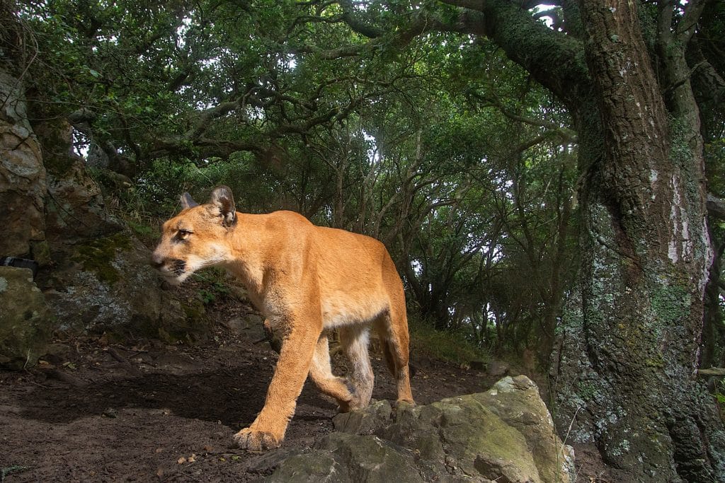 Puma-mountain lion (Sebastian Kennerknecht)