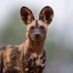 painted dog