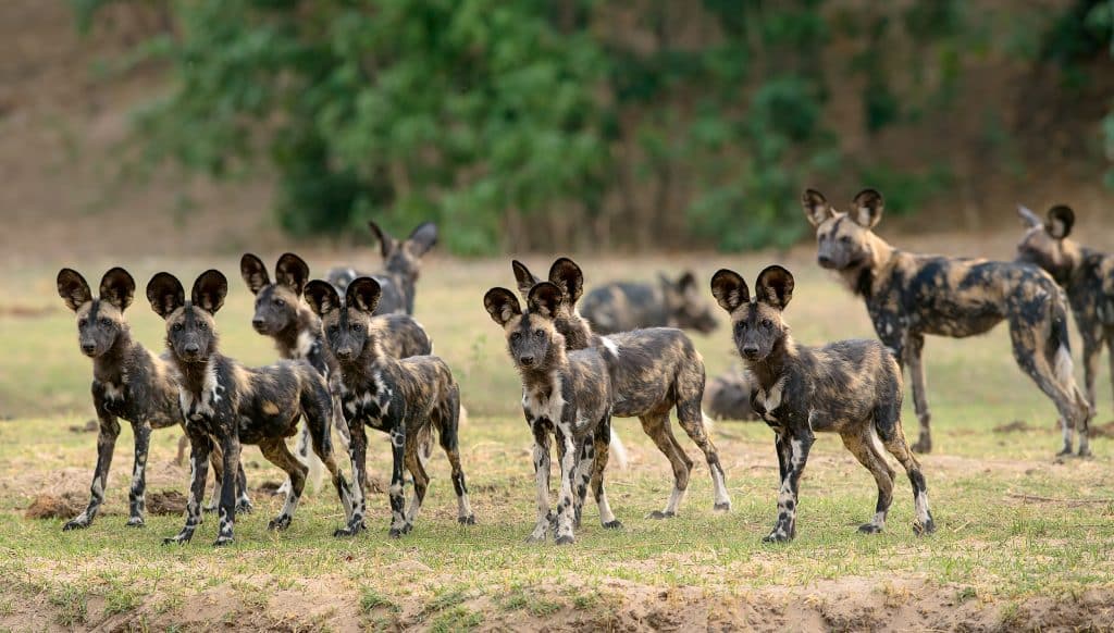 painted dog