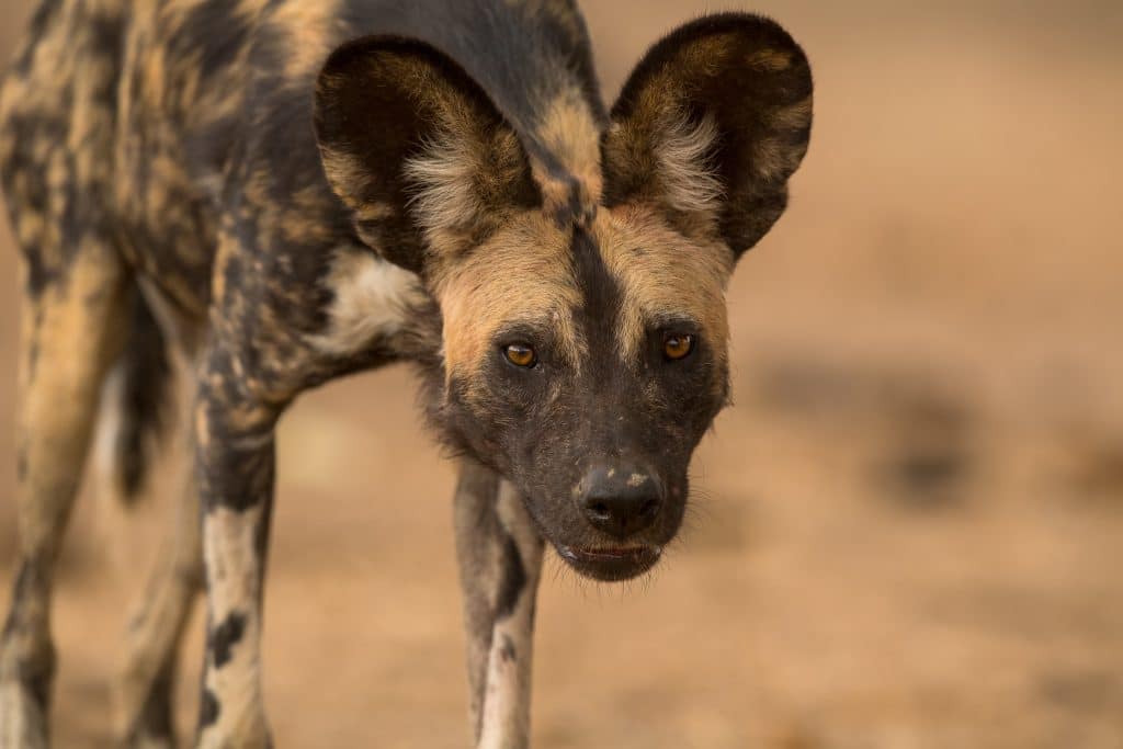 painted dog