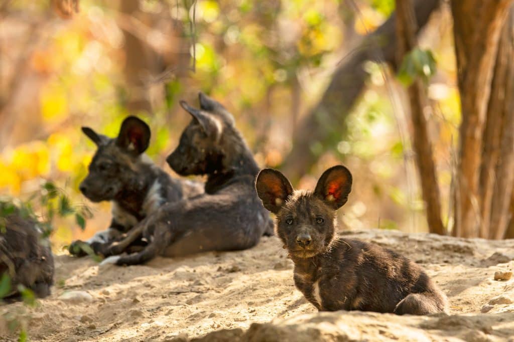 painted dog pups