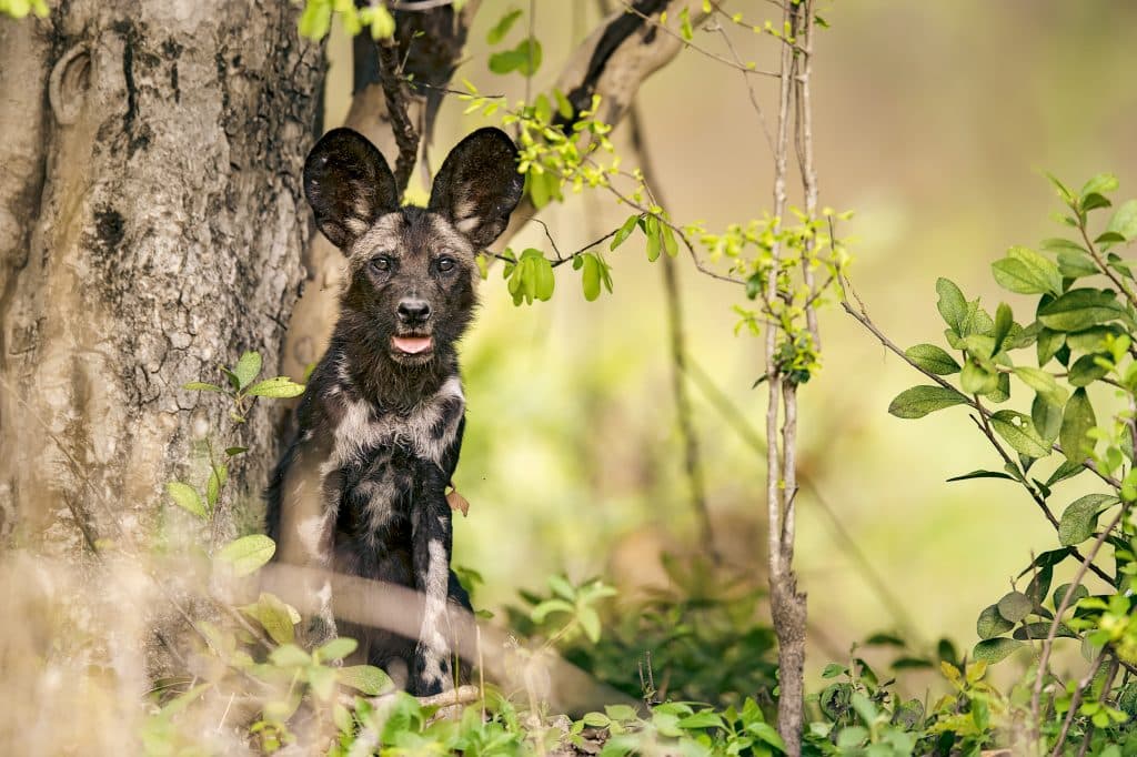 Painted Dog--7 (Nicholas Dyer)