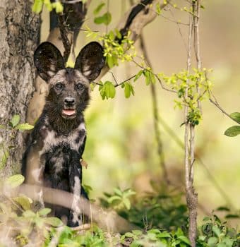 Bringing New Hope to Painted Dogs