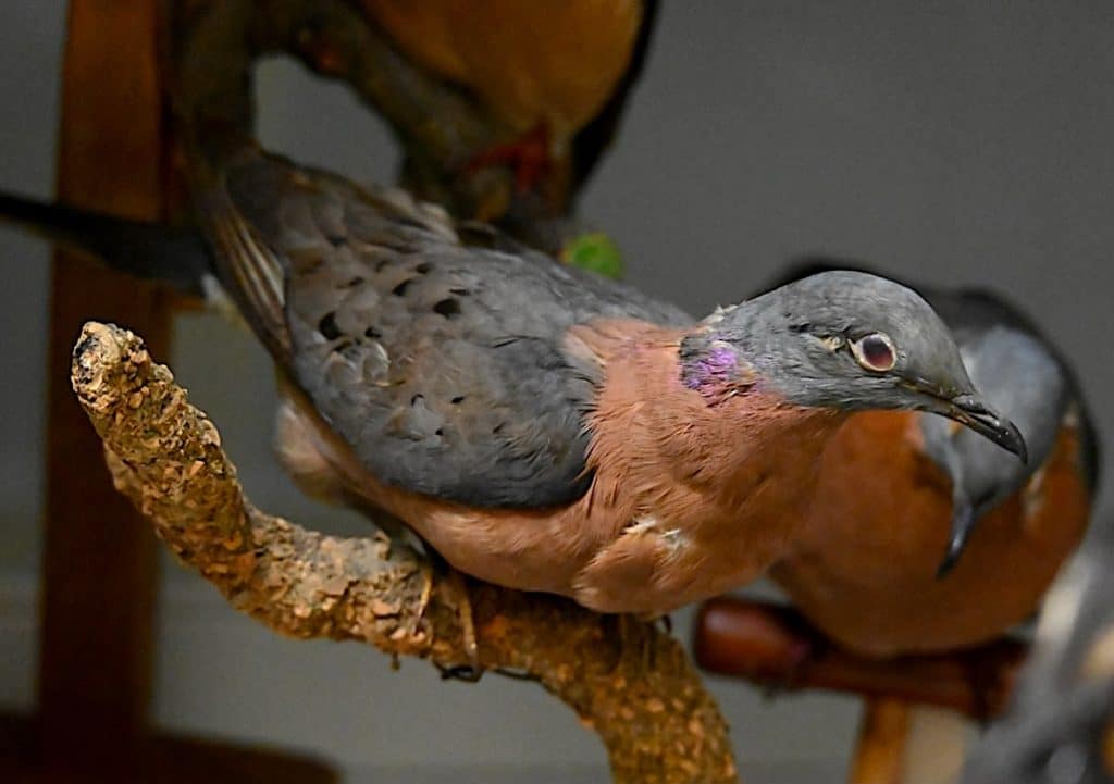 passenger pigeon